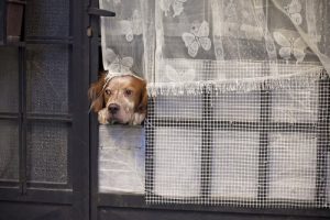 Combien de jours votre chien peut-il rester seul ?