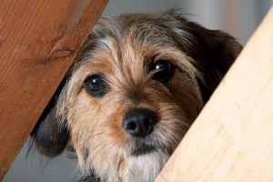 Comment rendre le bain moins traumatisant pour votre chien ?