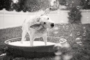 Comment laver votre chien sans danger