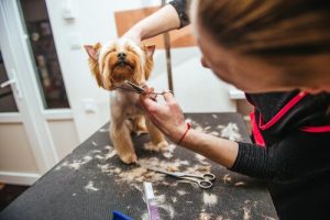 Dois-je couper les poils de mon animal en été ?