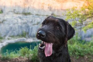 Les chiens croisés sont plus sains : mythe ou réalité ?