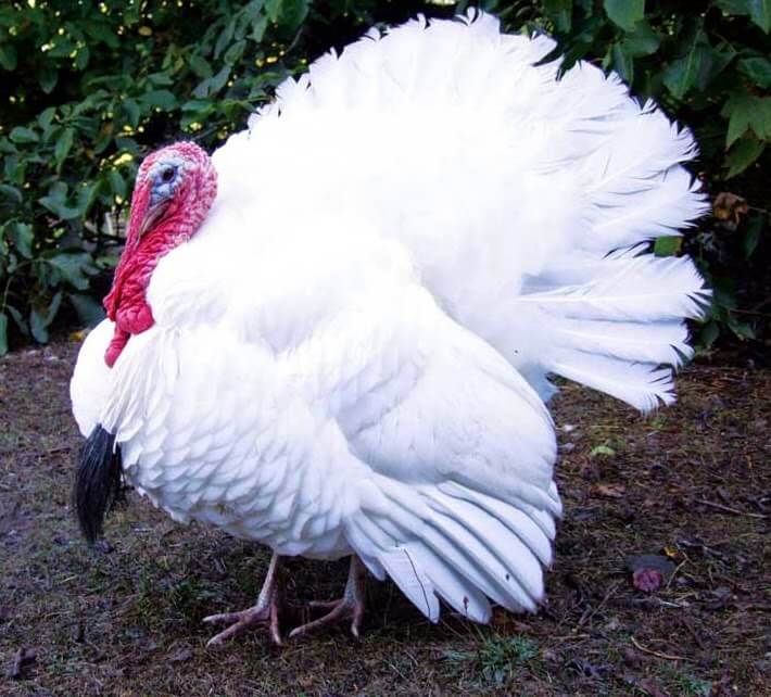 Source: https://veterinariosos.blogspot.com.es