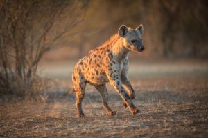 5 espèces où les femelles dominent