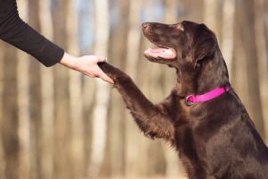 Quelques conseils pour avoir un chien plus amical