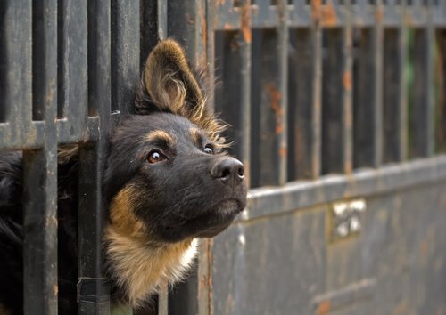 Où pouvons-nous adopter un animal de compagnie ?
