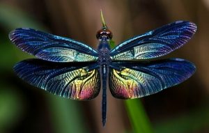 Tout sur la libellule, ce grand insecte ailé