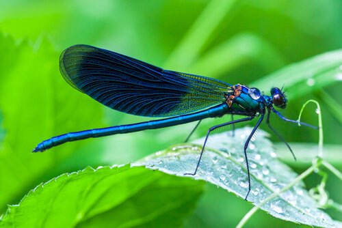 libellule bleue posée sur une feuille