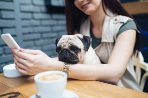 Millennials et Animaux : Une relation atypique