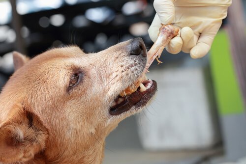 chien qui ronge un os de poulet que lui donne son maitre