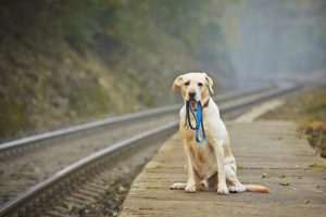 Que faire si vous trouvez un animal perdu ?