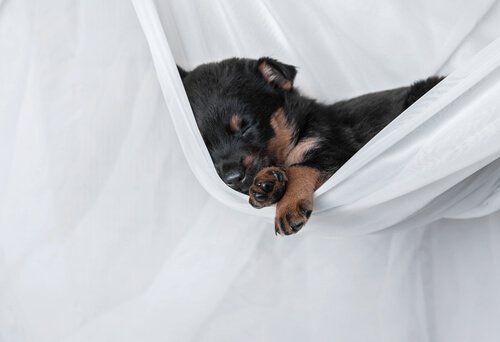 un bébé rottweiler endormi