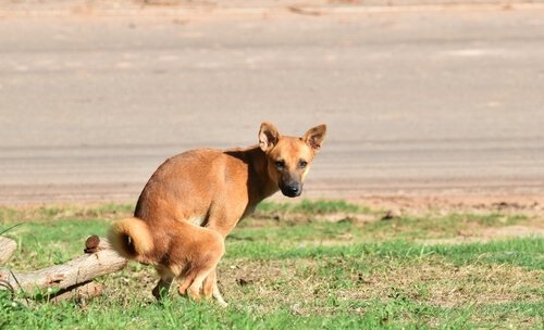 chien qui défèque dans une pelouse