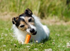 Découvrez une alimentation alternative pour les chiens