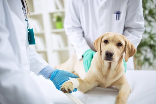 labrador examiné par un vétérinaire