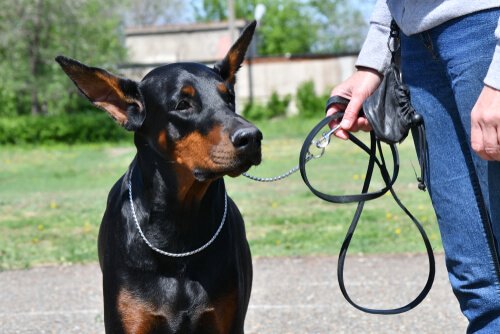 dobermann promené en laisse par son maitre
