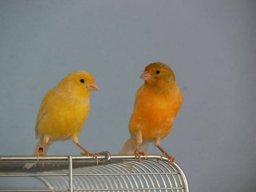 deux canaris en dehors de leur cage