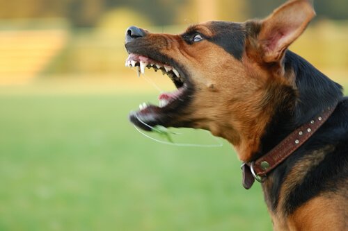 chien agressif qui montre les crocs