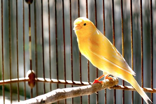 canari dans une cage sur un perchoir