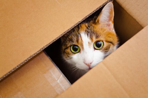 Découvrez pourquoi les chats aiment les boîtes Découvrez pourquoi les chats aiment les boîtes