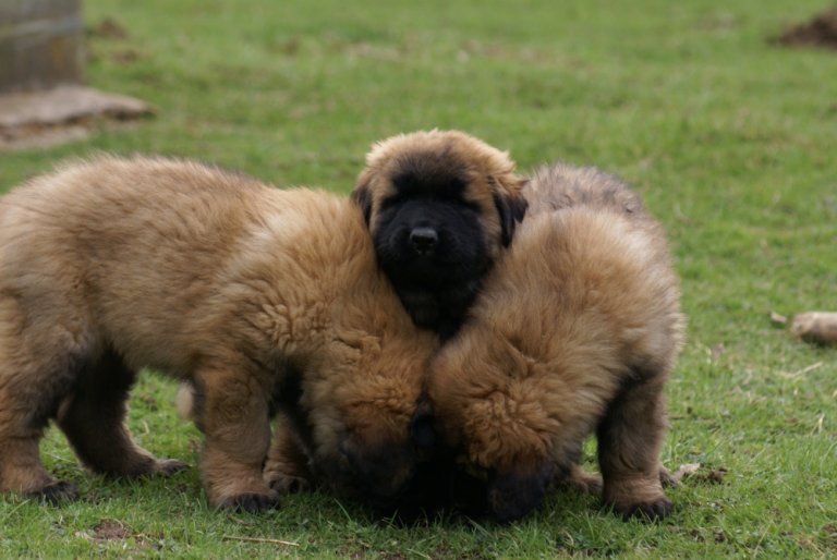 trois chiots de la Serra da Estrela à poil long