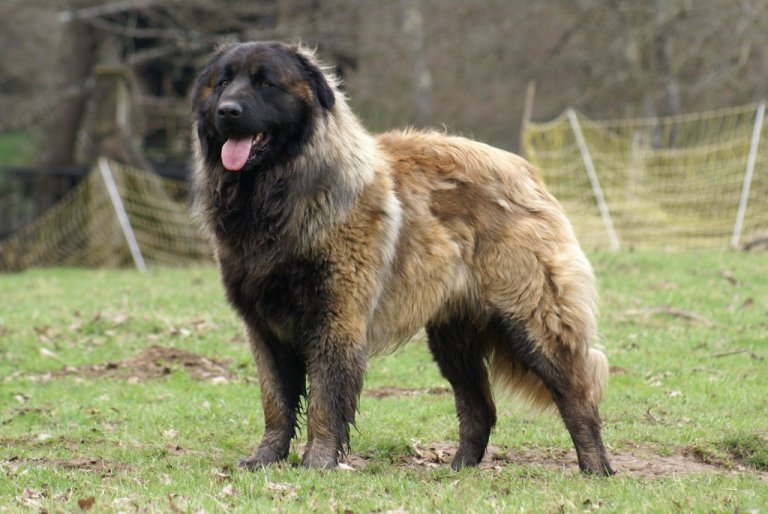 Le Chien De La Serra Da Estrela Grand Et Travailleur Mes