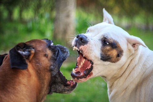deux chiens face à face qui se battent