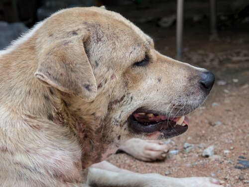 labrador qui souffre de dermatite