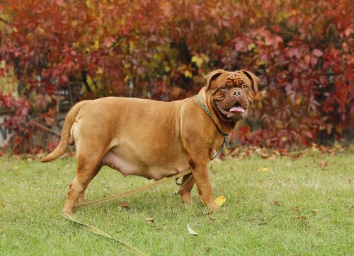 Grossesse nerveuse chez les animaux domestiques