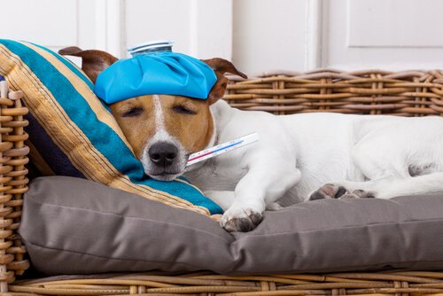 Comment prendre la température d’un chien Comment prendre la température d’un chien