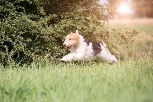 Un fox terrier court dans l'herbe