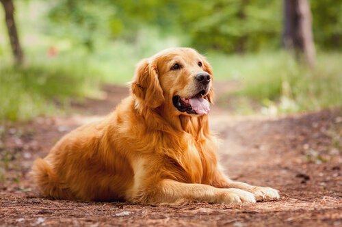 golden retriever couché sur un sentier