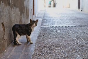 Pourquoi les chats sortent et reviennent à la maison