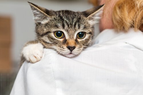 chat dans les bras de sa maitresse