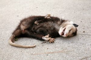 Les techniques de défense du règne animal les plus stupéfiantes