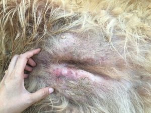 Un chien peut-il avoir un cancer de la peau ? Pourquoi ?