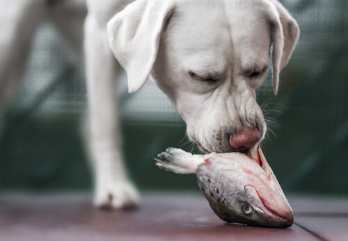Chien qui mange du poisson