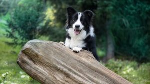 Les 5 races de chiens les plus obéissantes