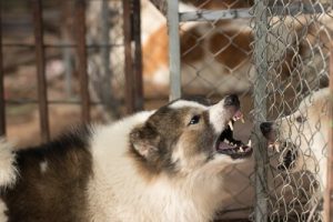 Que faire si votre chien est agressif