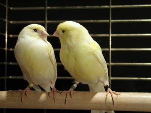 Conseils pour l'élevage de canaris