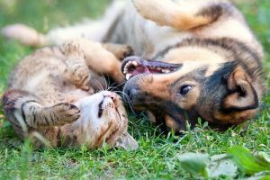 4 raisons de stériliser votre animal de compagnie