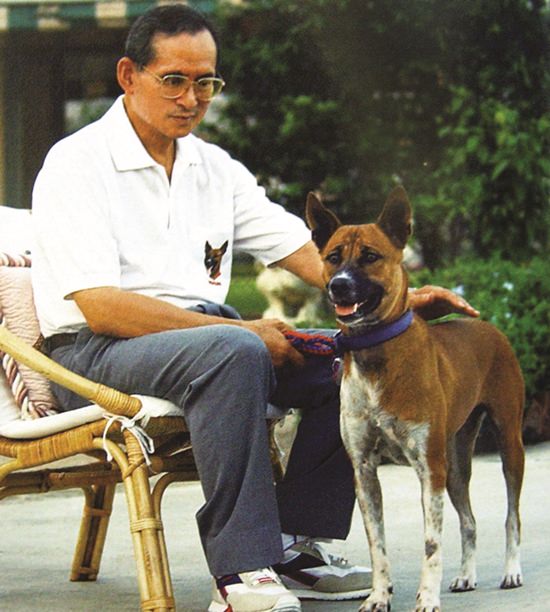 Un roi qui adopte des chiens errants