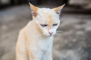Les allergies chez les chats