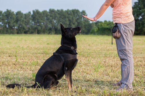 dresseur canin qui éduque un chien