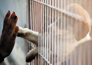 Si vous ne pouvez pas adopter, vous pouvez quand même aider !