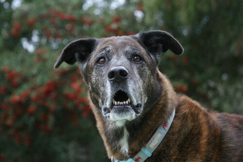 Les chiens peuvent-ils souffrir d’Alzheimer ? Les chiens peuvent-ils souffrir d’Alzheimer ?