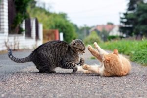 La cohabitation de deux chats dans une maison
