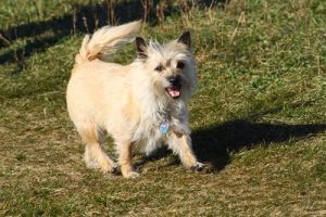 le cairn terrier