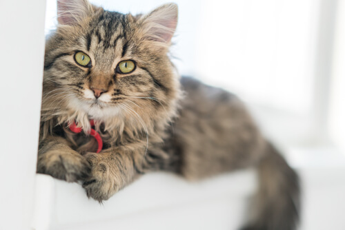 noms pour chats à poil long