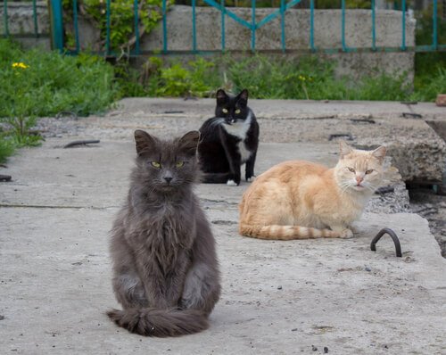 colonie de chats