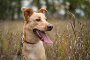 oreilles de votre chien en alerte